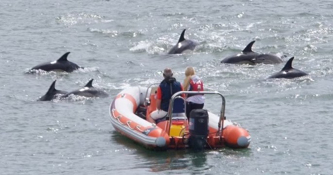 Royaume-Uni : dans un port, des marins ont été surpris par un groupe de dauphins qui s'est approché de leurs bateaux