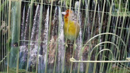 Canary x goldfinch Hybrid #3