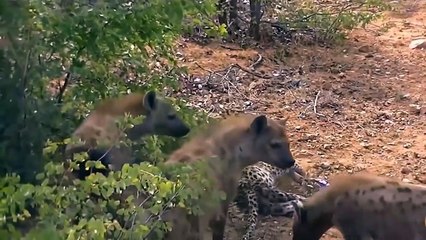 Epic Battle Between Hyena Lion, Leopard Lion, Leopard, Cheetah, Failed Painful When Clashing Hyena