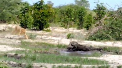 Herd Of Buffaloes Confronted Face to face With Wild Dogs