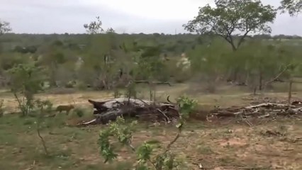 Leopard vs Python vs Gorilla Unexpected Ending of Python Hippo Save Impala From Crocodile