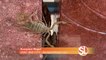 Scorpion Repel demonstrates how they can keep scorpions out of your home