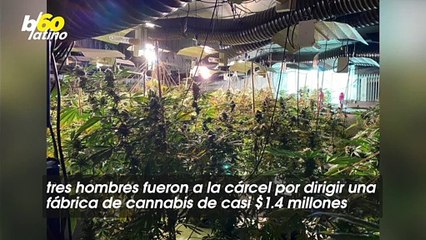 Tres Hombres Fueron Arrestados Por Administrar Una Fábrica De Cannabis De £1 Millón En Un Antiguo Club Nocturno