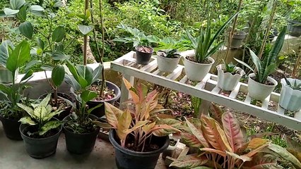 Tour Garden Around My House || Tour Kebun Bunga Di Sekitar Halaman Rumah Saya