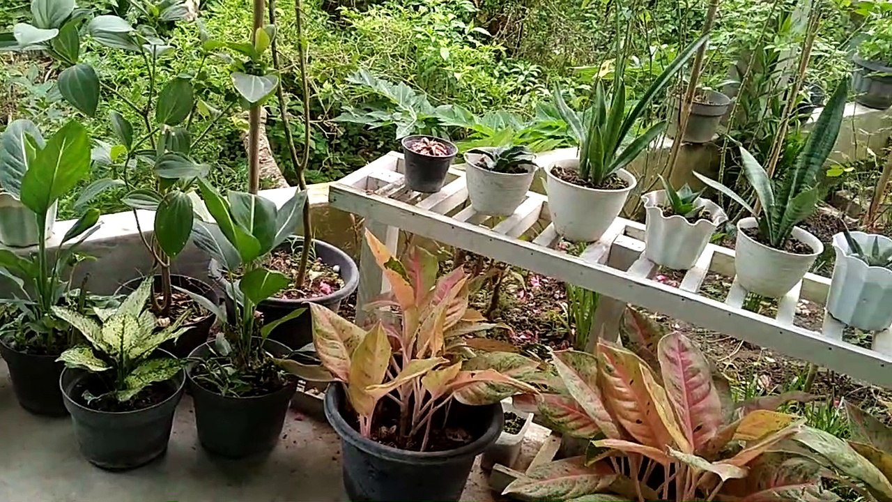 Tour Garden Around My House || Tour Kebun Bunga Di Sekitar Halaman Rumah Saya