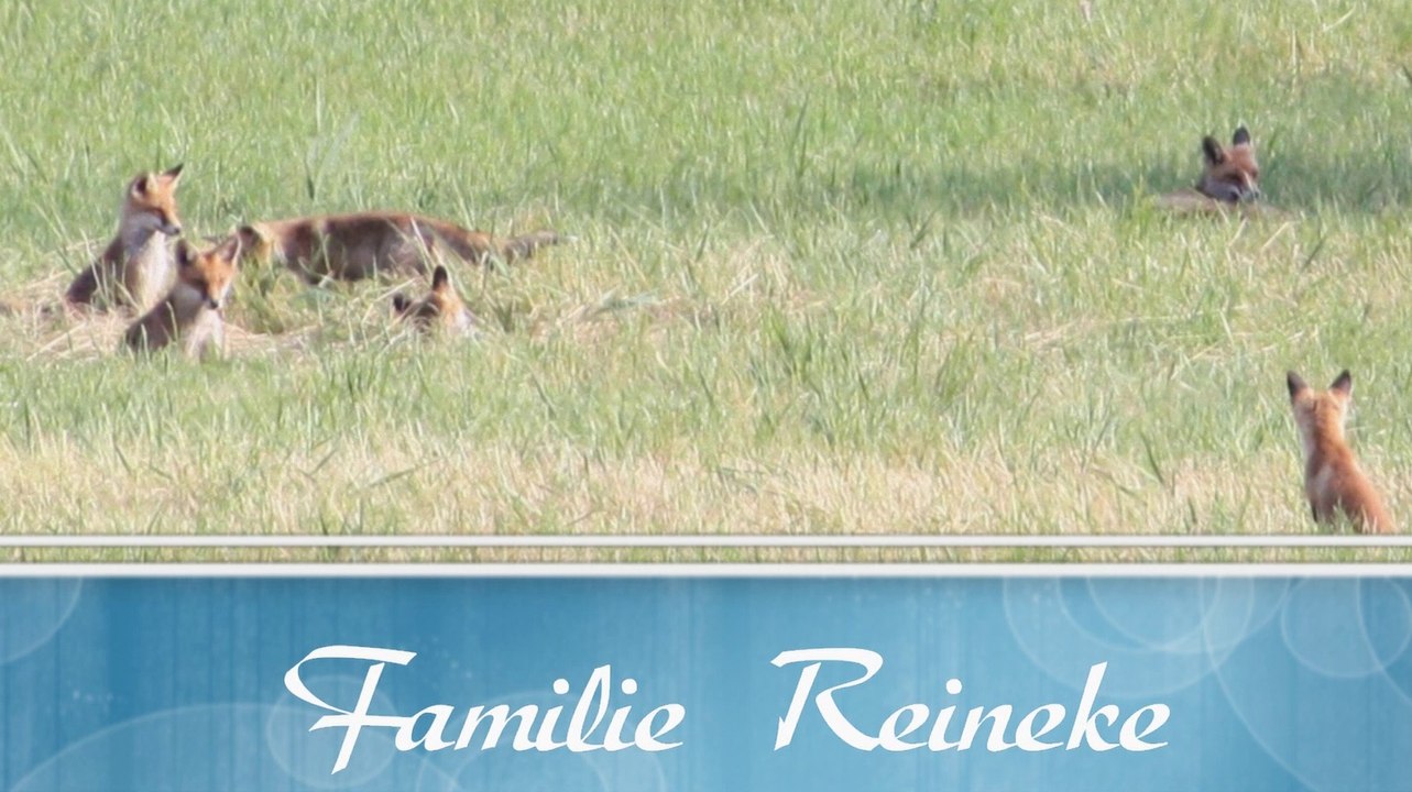 Familie Reineke - Schnappschüsse von einer Füchsin mit ihren Welpen