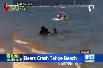 Osa y sus crías sorprenden a bañistas en playa de California