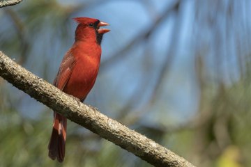 Three Simple Tips to Attract Cardinals to Your Backyard
