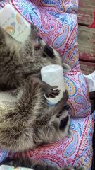 Baby Raccoons Hold Their Own Bottles