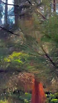 Bear Encounter in Sequoia National Park