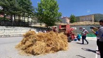 ANTALYA - Akseki Meslek Yüksekokulunda buğday hasadı yapıldı