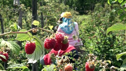 BURSA - Ahududu hasadı başladı