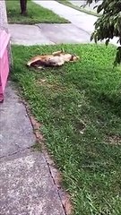 Ce chaton réserve une petite surprise à son pote le chien