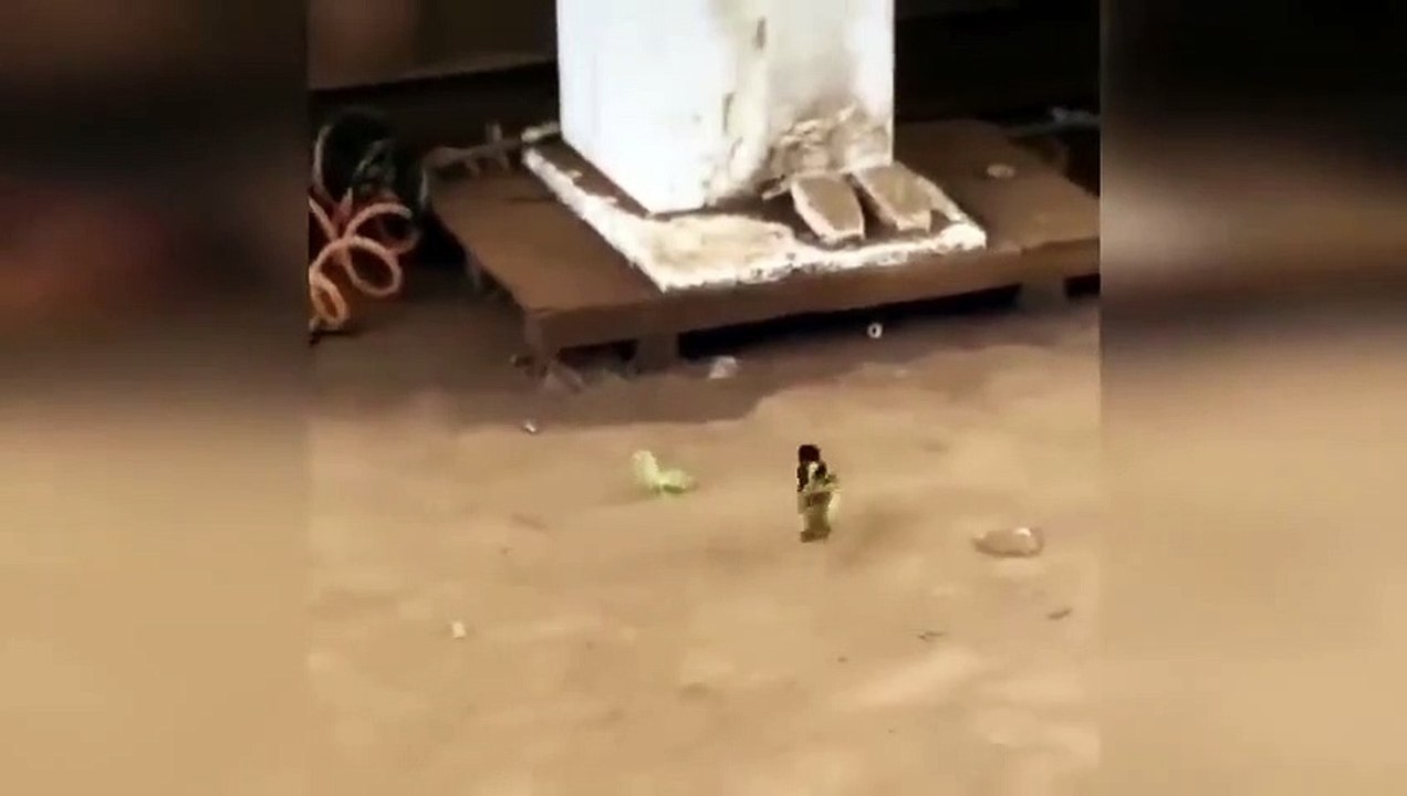 Oiseau VS mante religieuse... mais attendez la fin