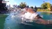 Asian elephants at Oregon Zoo enjoy the pool to beat US heatwave