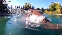 Asian elephants at Oregon Zoo enjoy the pool to beat US heatwave