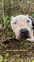 Pittie Rescued From The Woods Goes To McDonald's For Ice Cream Cones