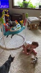 Cute Kitty Plays in Baby Bouncer