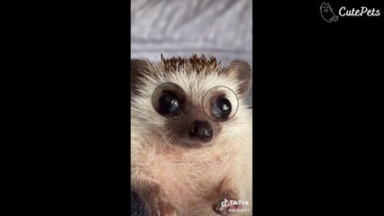 Hello My Name Is Suzie Tiktok Trend CUTE PETS EDITION - Cutest Animals On TikTok #4