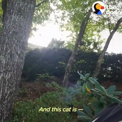 Retired Guy Rescues Over 700 Cats From Trees