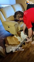 100-Pound Beagle Transforms Into A Slim Athlete