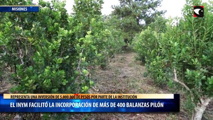 El INYM facilitó la incorporación de más de 400 balanzas pilón electrónicas a la actual cosecha de yerba mate