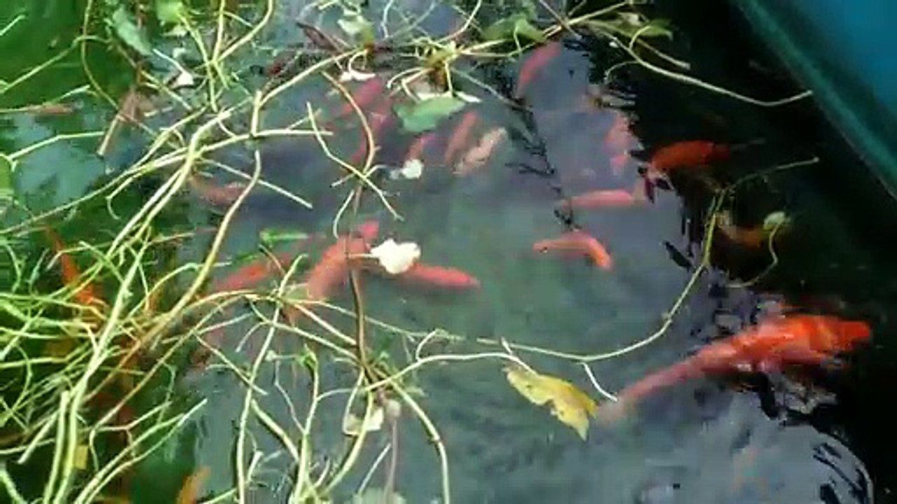 feed goldfish