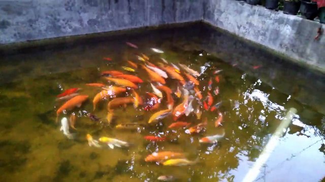 Watching the goldfish in the pond