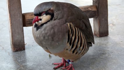Perdrix Chukar