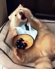 Albino Raccoon Enjoys Some Scrumptious Cherries