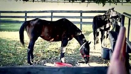 Atların diş bakımı işte böyle yapılıyor
