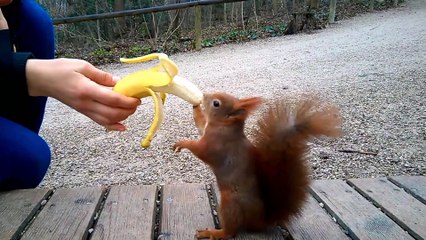 A Hungry Squirrel Eating Banana