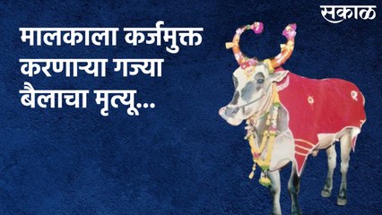 India's Largest Bull Dead : मालकाला कर्जमुक्त करणाऱ्या गज्या बैलाचा मृत्यू...