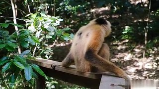 Monkeys meet unbelievable thing in cuts mono monkey