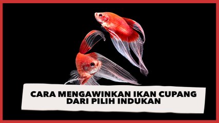 Cara Mengawinkan Ikan Cupang dari Pilih Indukan