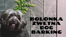Bolonka Zwetna Dog Barking | Dog Barking Sounds | Kingdom Of Awais