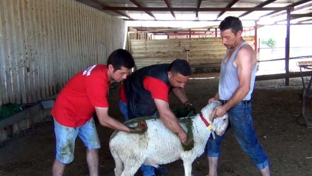 Kurbanlık kuzular kınalanmaya başlandı