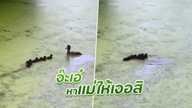 เอ็นดู เมื่อแม่เป็ดพาลูก ๆ เล่นซ่อนหาในน้ำ ความน่ารักแรงสูงก็บังเกิด