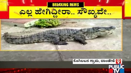 6-Feet-Long Crocodile Enters Kogilabana Village In Dandeli