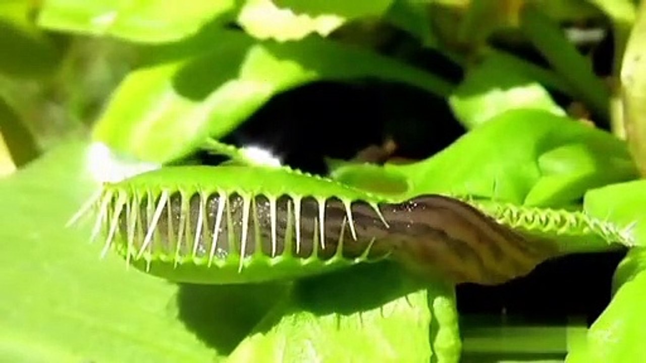 Snail VS Plant