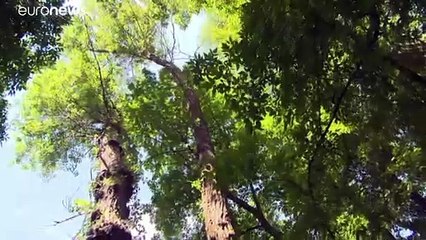 Gestão das planícies aluviais no Danúbio