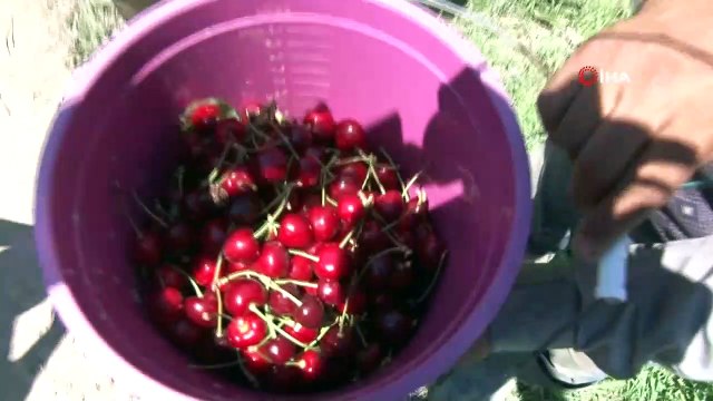 Beykoz’da yerel tarımla elde edilen kirazlar, Beykozluların evlerine dağıtıldı