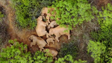 China's Mysterious Trekking Elephants and Vaccines versus Variants: Full Razor Episode