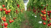 Sel ve su baskınına dayanıklı domates çeşidi geliştiriliyor