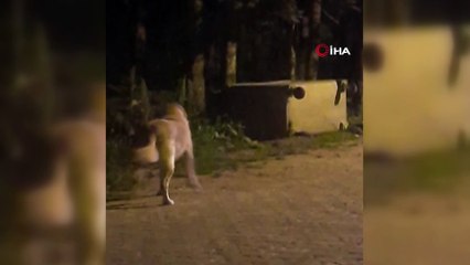 Uludağ'da ayı ailesinin renkli görüntüleri...Köpeği böyle kovaladı