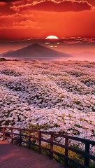 Morning view of nature