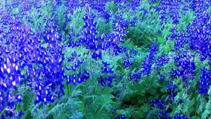 How to make a perfect garden compost?