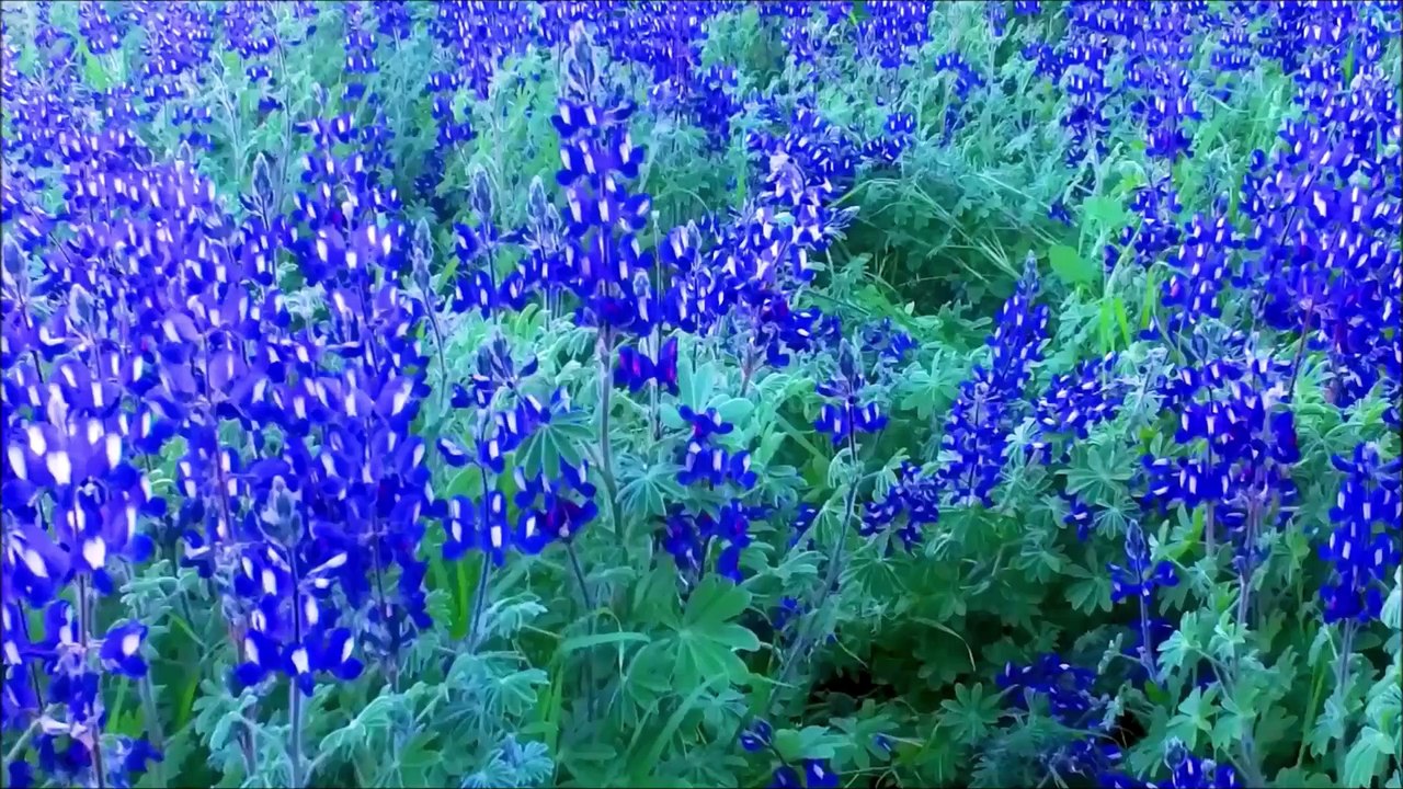 How to make a perfect garden compost?