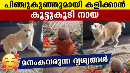 pet dog playing with toddler | Oneindia Malayalam