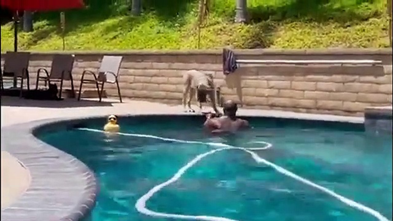 Cute Dog trying to protect her owner thinking he would drown Bugatti- Cane Corso Doggy Hub